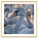 Majestic Swan Close Up With Water Droplets thumbnail