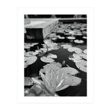 Lotus Pond | Black & White Portrait (Print Only) thumbnail