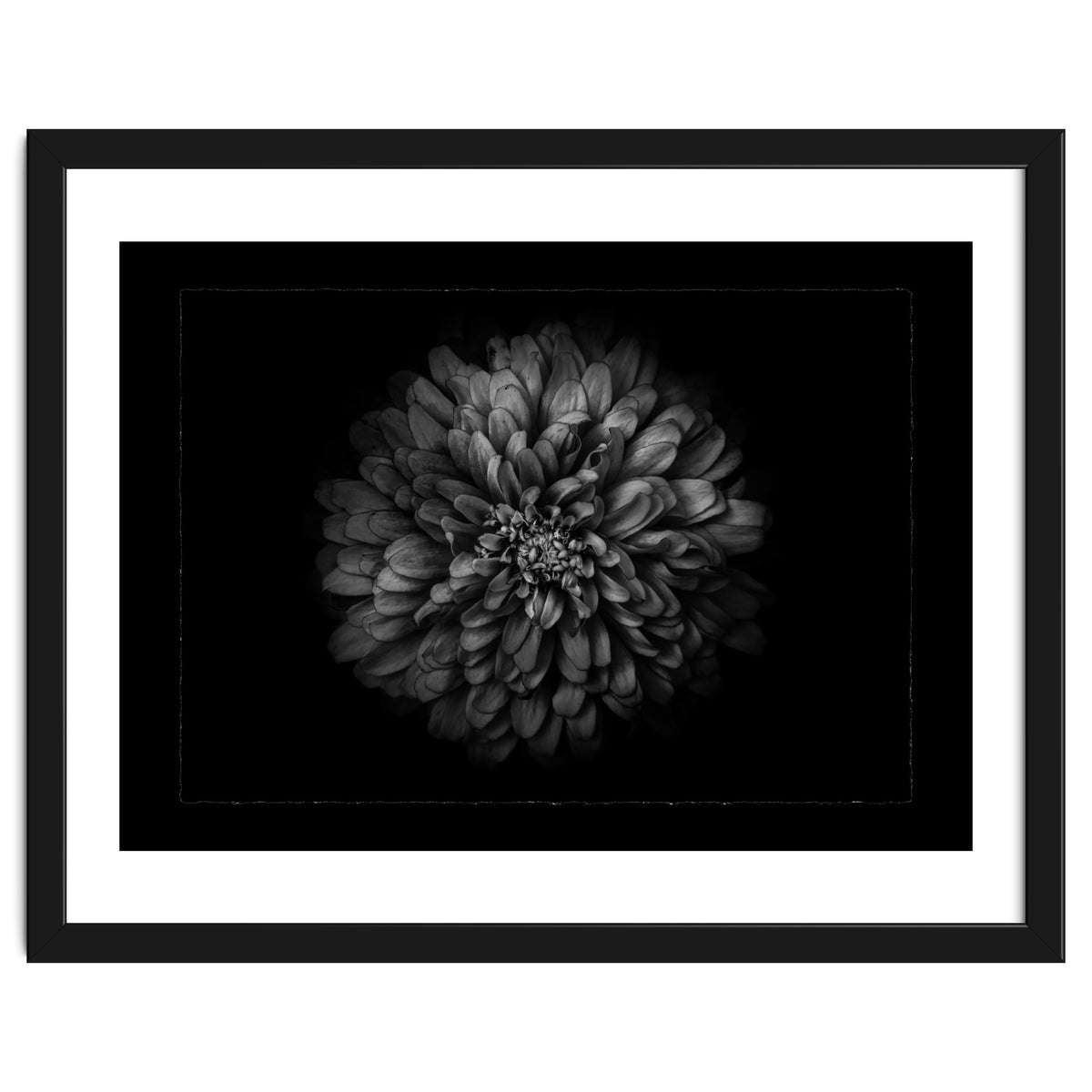 Backyard Flowers In Black And White No 68 with Border