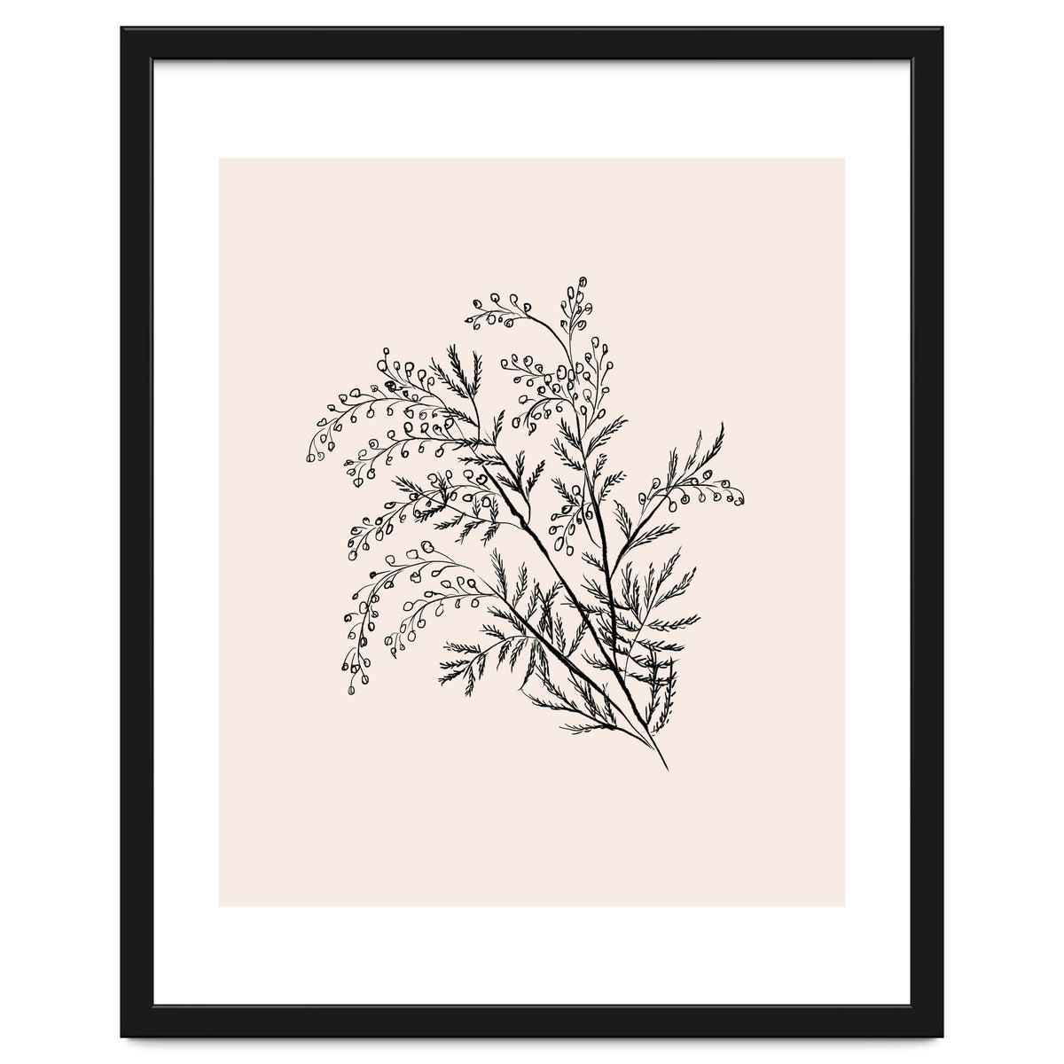 Acacia Botanical illustration