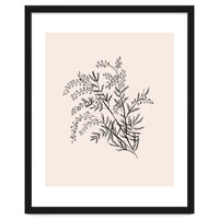 Acacia Botanical illustration