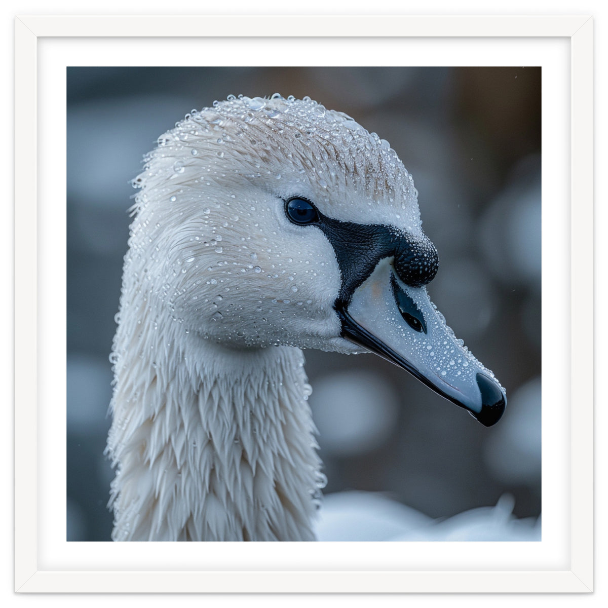 Close Up Of A Swan Head Covered In Water Droplets