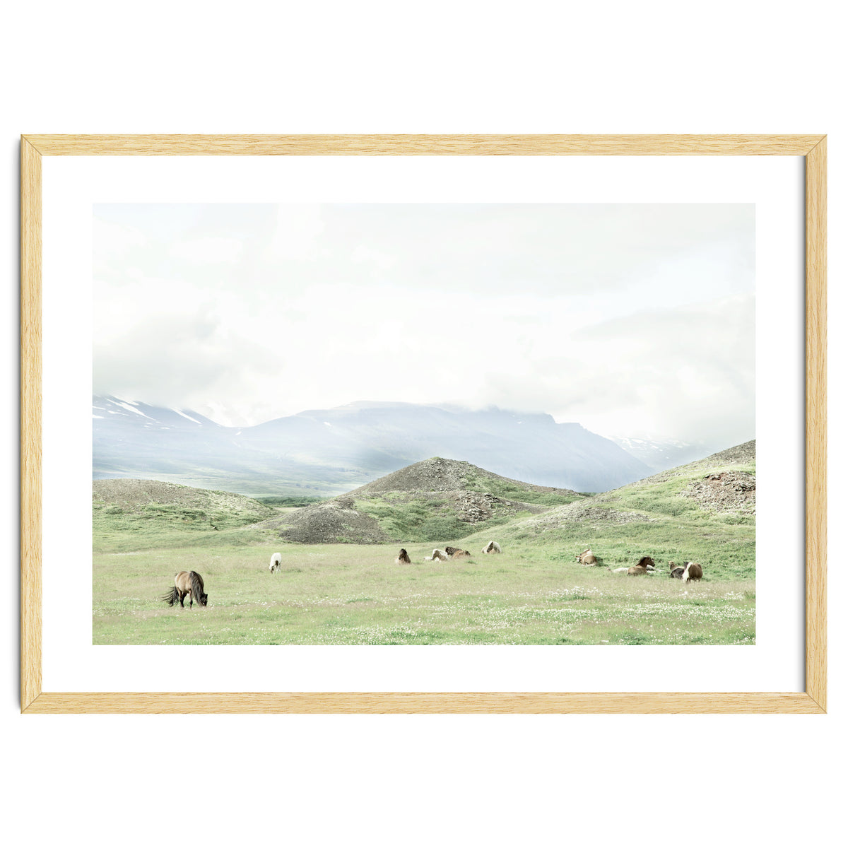 Relaxing horses on a sunny day calm field - Iceland