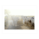 LIVING TOGETHER - WHITE COWS FAMILY (Print Only) thumbnail