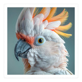 Salmon Crested Cockatoo Close Up Portrait (Print Only) thumbnail
