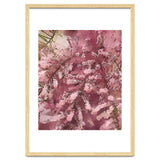 Pink Blossom thumbnail