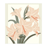 Flower Market Cap Town Amaryllis (Print Only) thumbnail