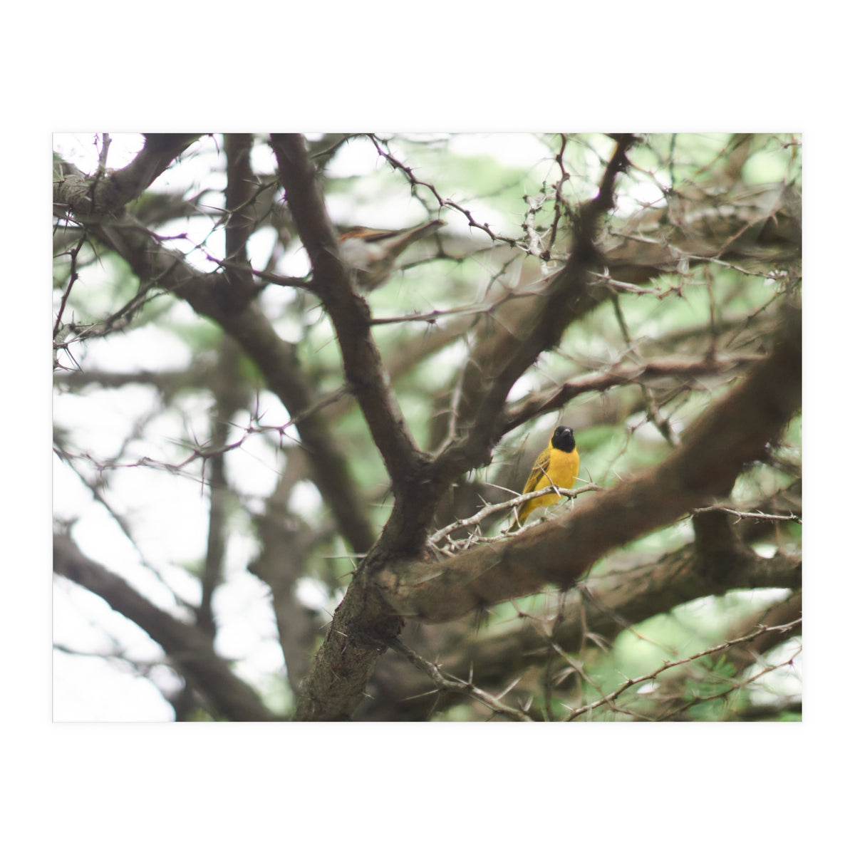 Mini sun (Print Only)