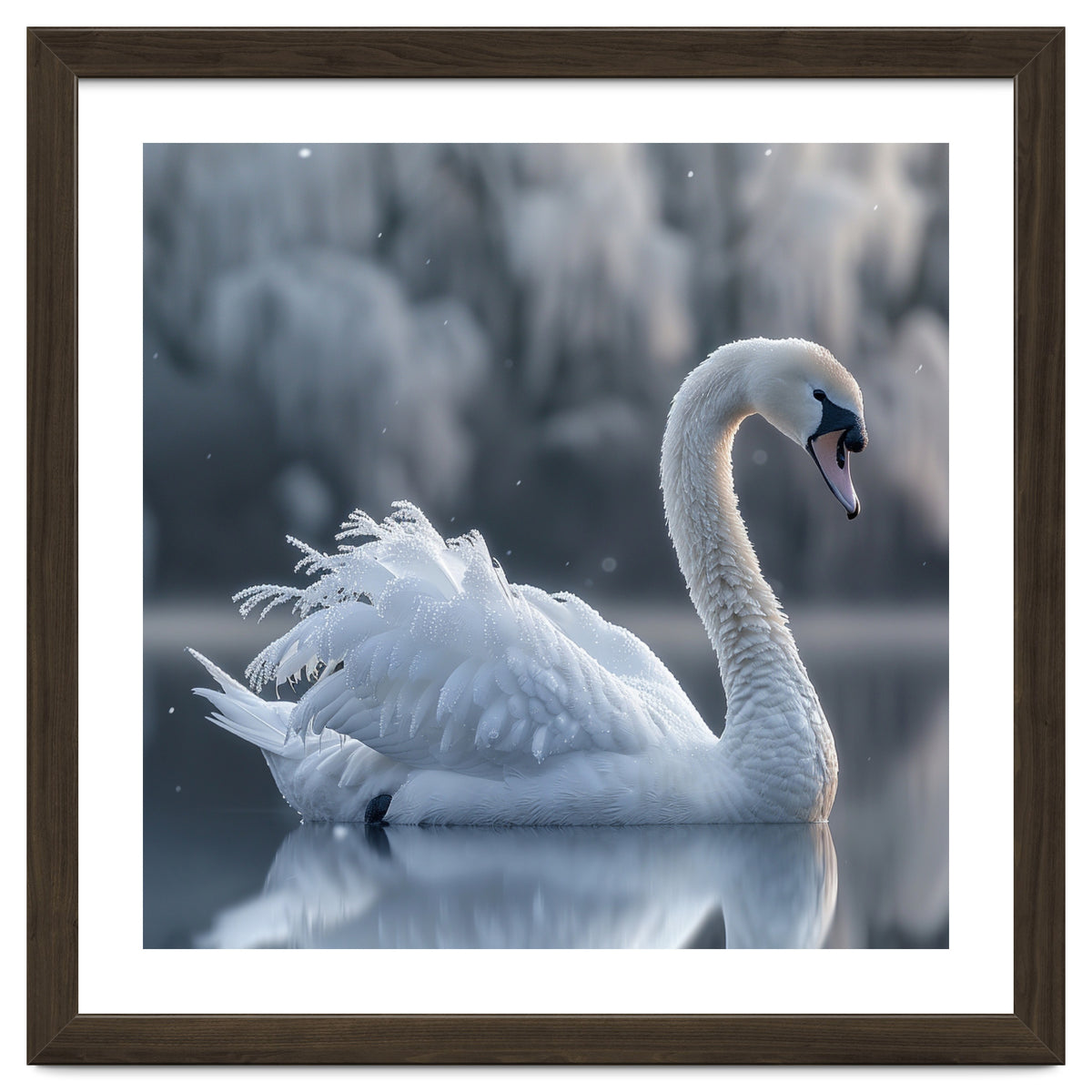 Majestic White Swan Gracefully Floating On Water
