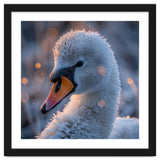Close Up Frosty Swan Head During Golden Hour thumbnail