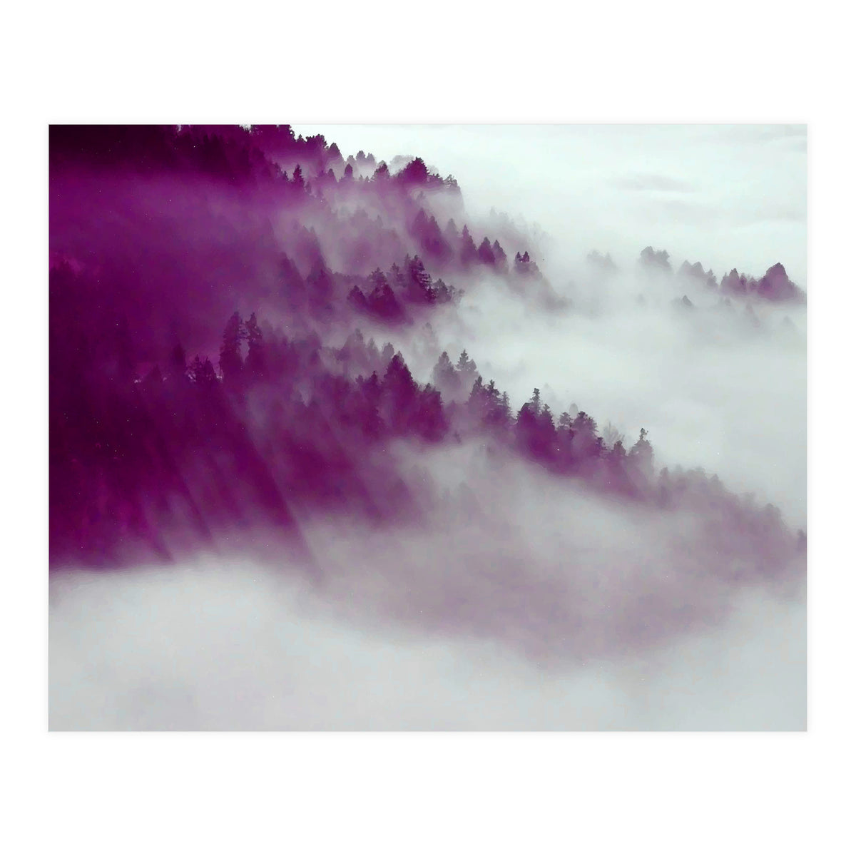 Forest Fog (Print Only)