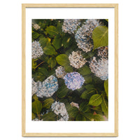 Hydrangeas | Portrait