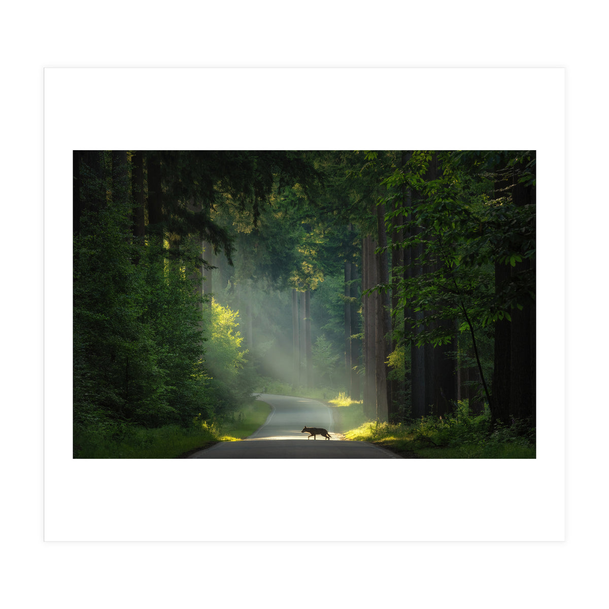 Wolf in the Netherlands (Print Only)