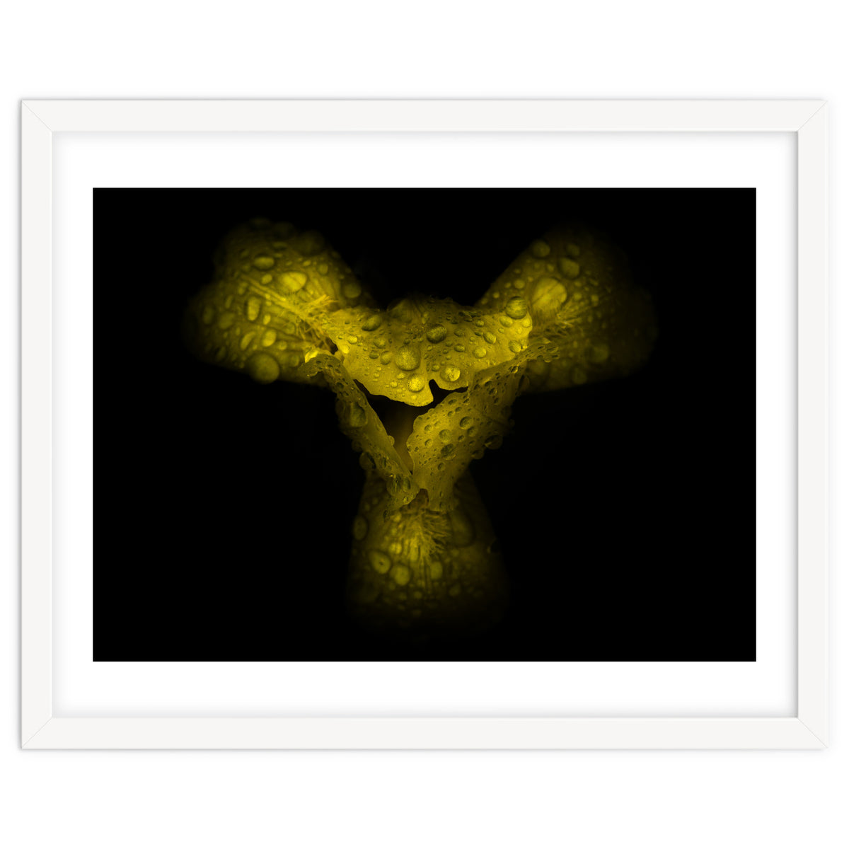 Backyard Flowers No 70 Color Version