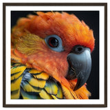 Close Up Of A Sun Conure Parrot's Head thumbnail