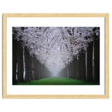 Cherry trees in the fog thumbnail