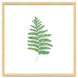 Fern thumbnail