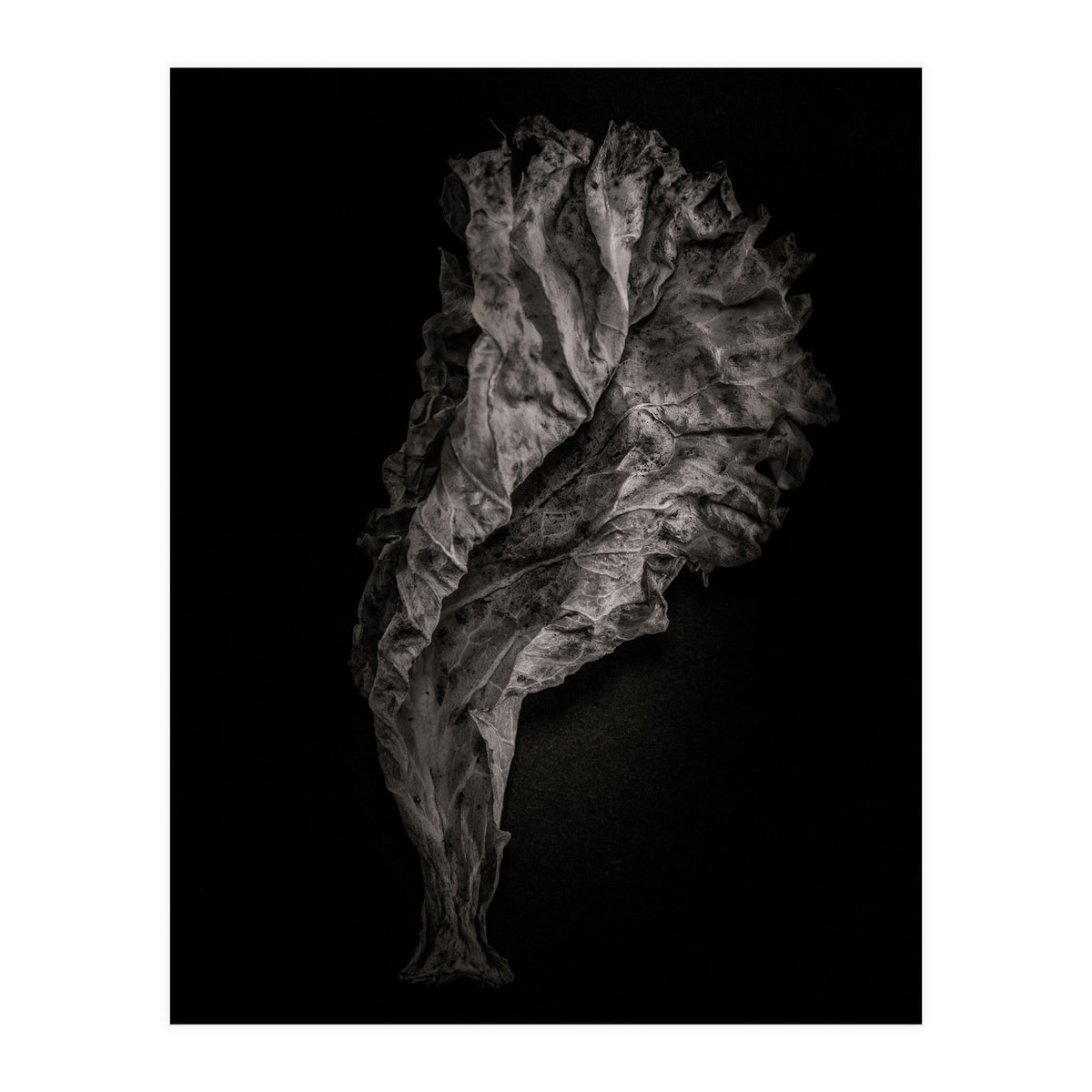 Leaves No 9 (Print Only)