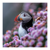 Atlantic Puffin Amidst Pink Heather Flowers (Print Only) thumbnail