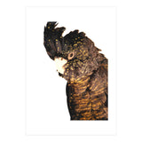 Black Cockatoo  (Print Only) thumbnail