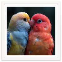 Two Lovebirds Nuzzling Close Up Portrait