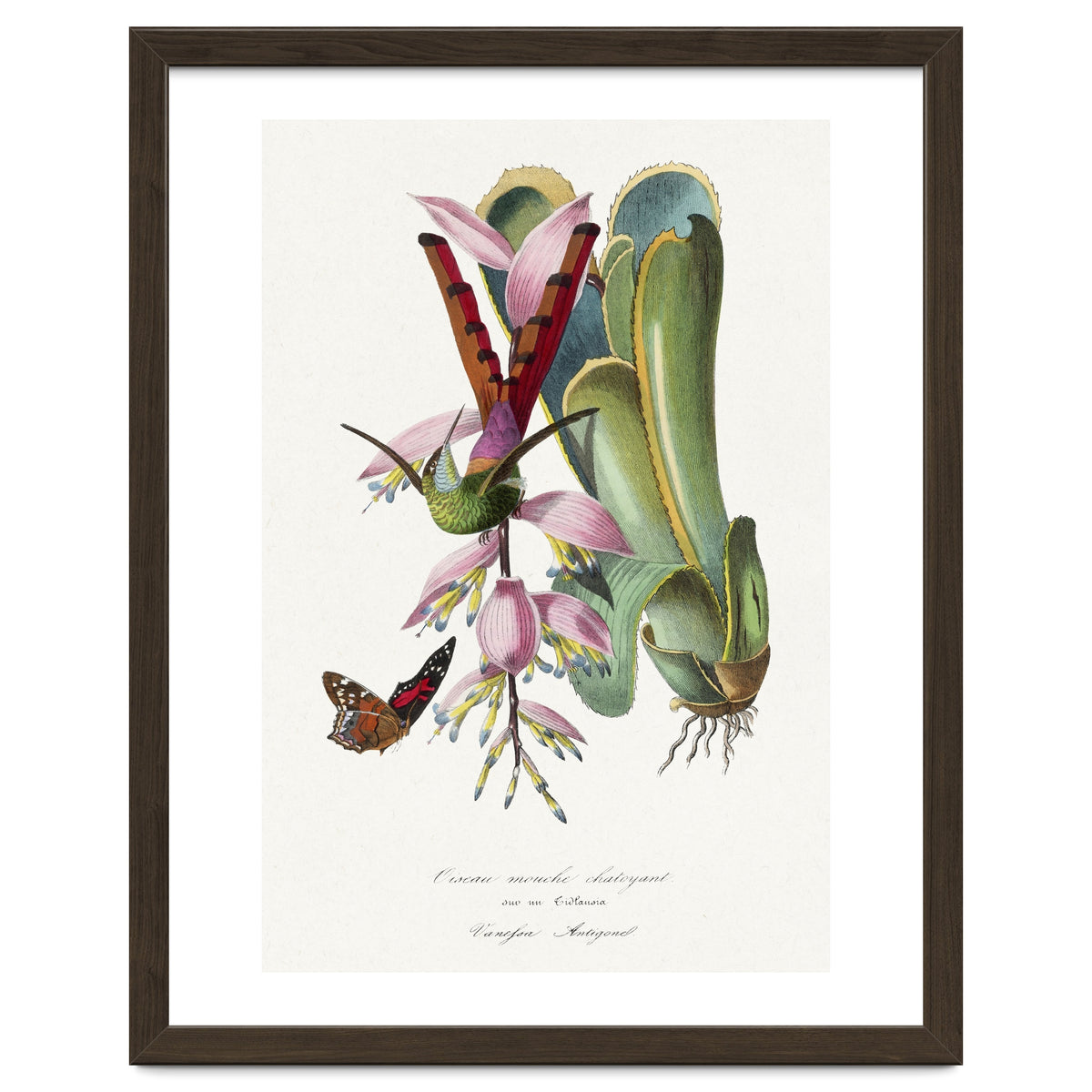 Paul Gervais – Hummingbird Painting (1842)