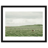 Horses in the middle of the green field - Iceland thumbnail