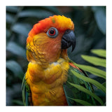 Close Up Of A Colorful Sun Conure Parrot (Print Only) thumbnail