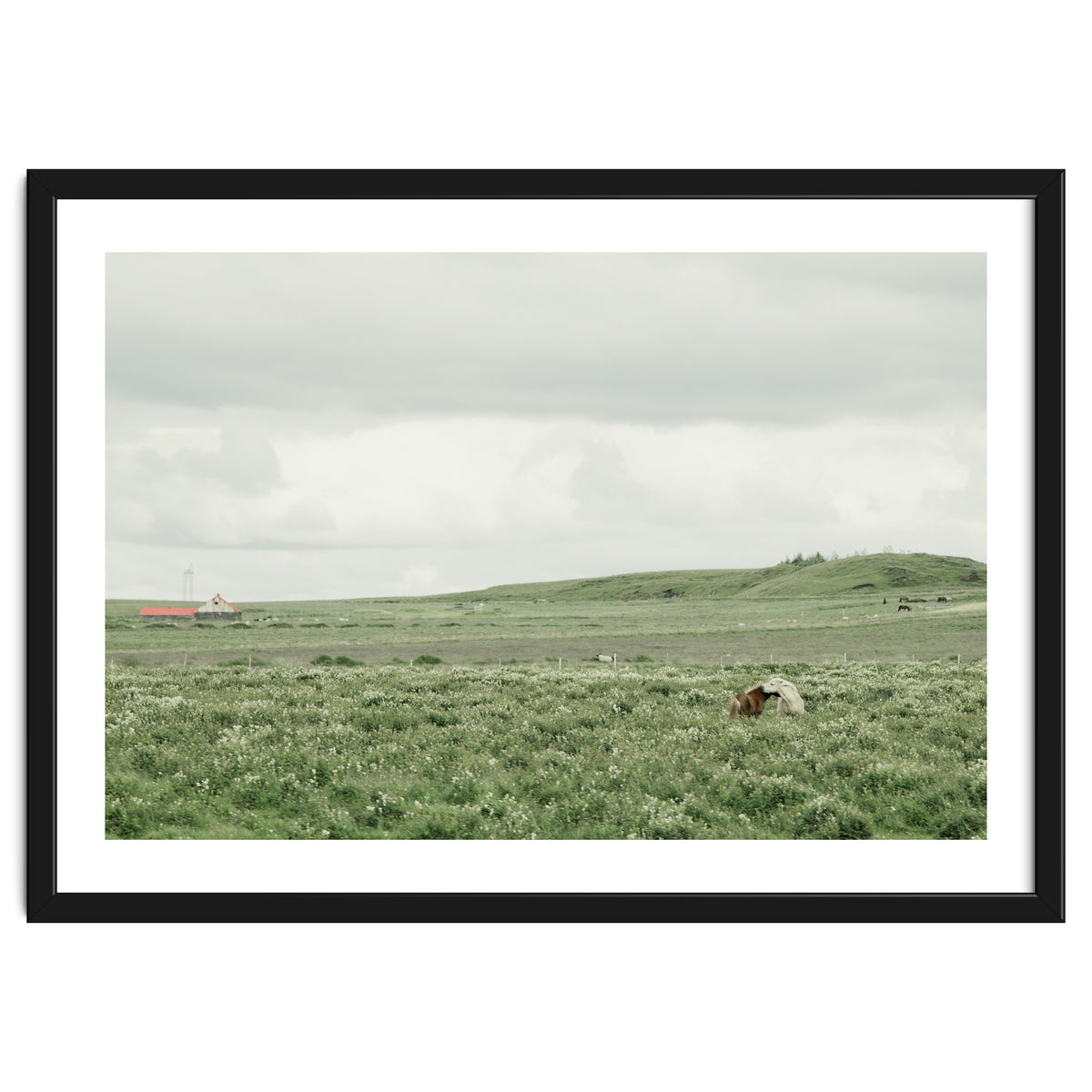 Horses in the middle of the green field - Iceland