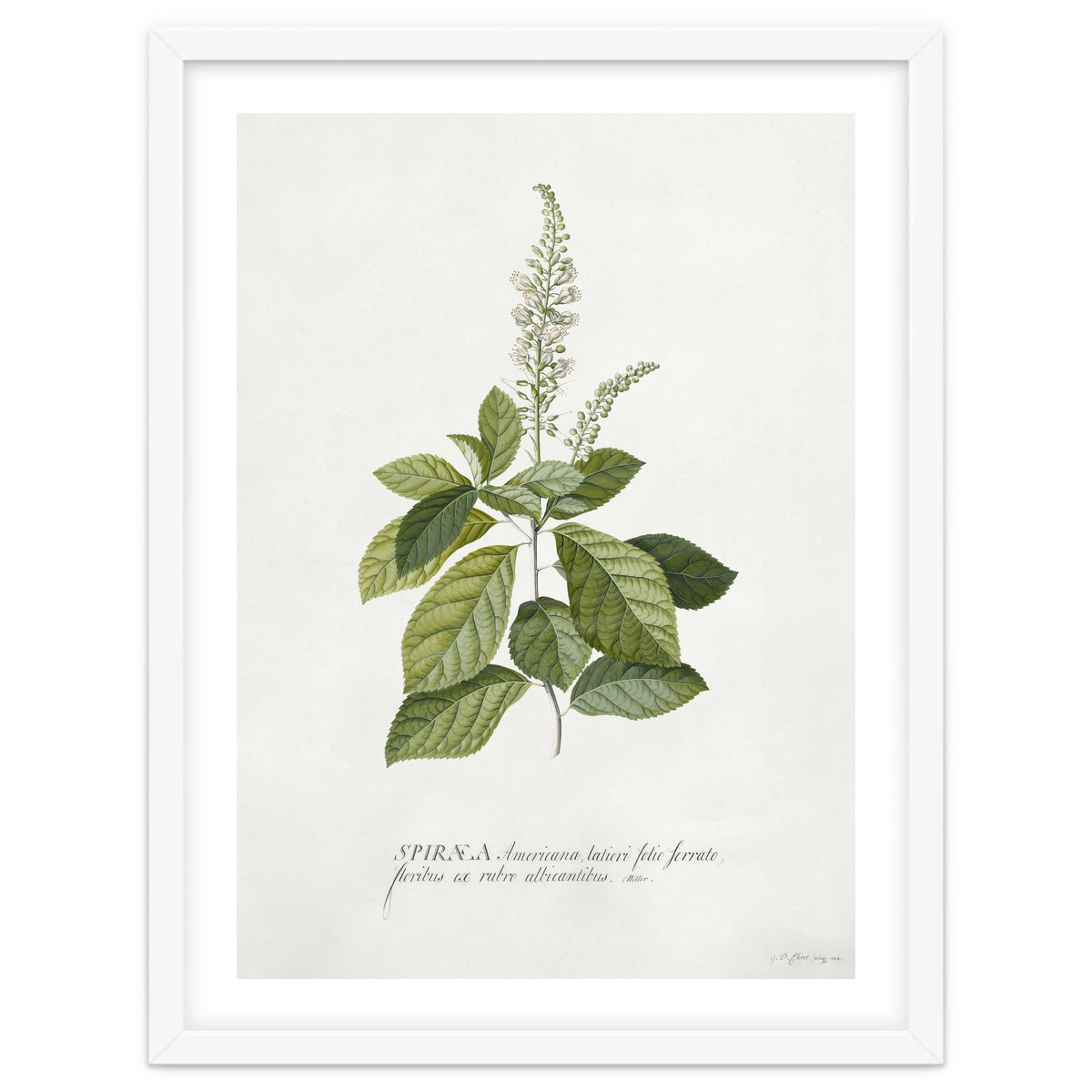 Georg Dionysius Ehret – Cinnamomum Illustration (1708–1770)