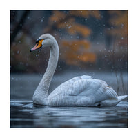 Swan Floating Gracefully On Water In Autumn (Print Only)