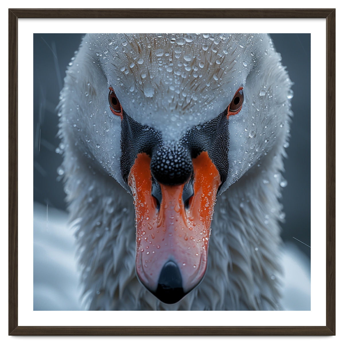 Close Up Of A Swan's Face With Water Droplets