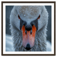 Close Up Of A Swan's Face With Water Droplets