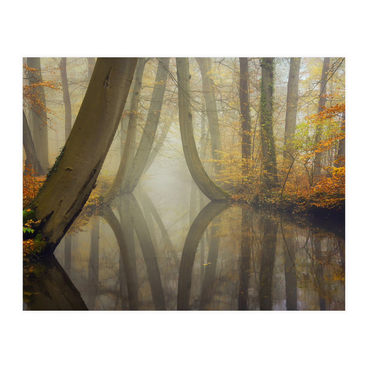 Bent trees in autumn (Print Only)