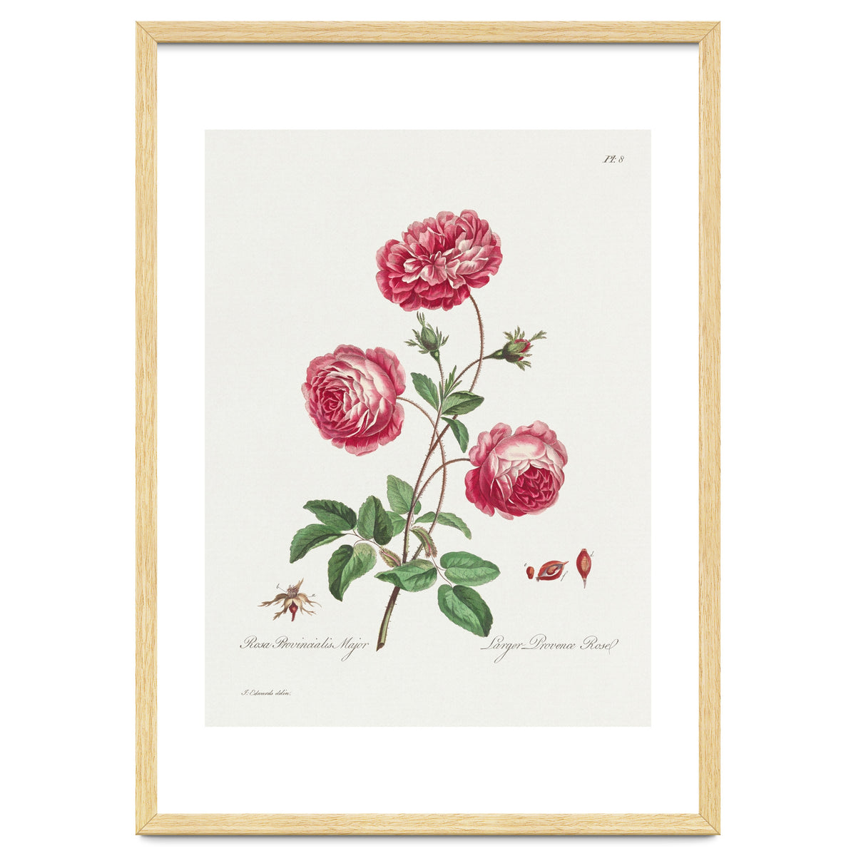 John Edwards – Larger Provence Rose (1770–1775)