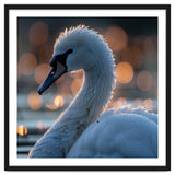 Close-up Shot of a Swan with Water Droplets thumbnail