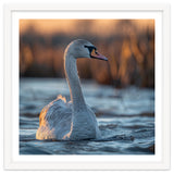 Elegant Swan Gliding On Water At Sunset thumbnail