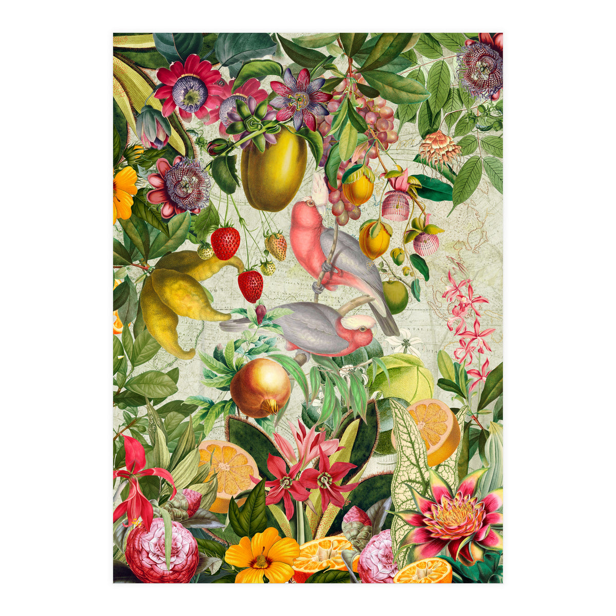 Pink Cockatoo vintage jungle  (Print Only)