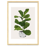 Fiddle Leaf Fig Tree Plant thumbnail