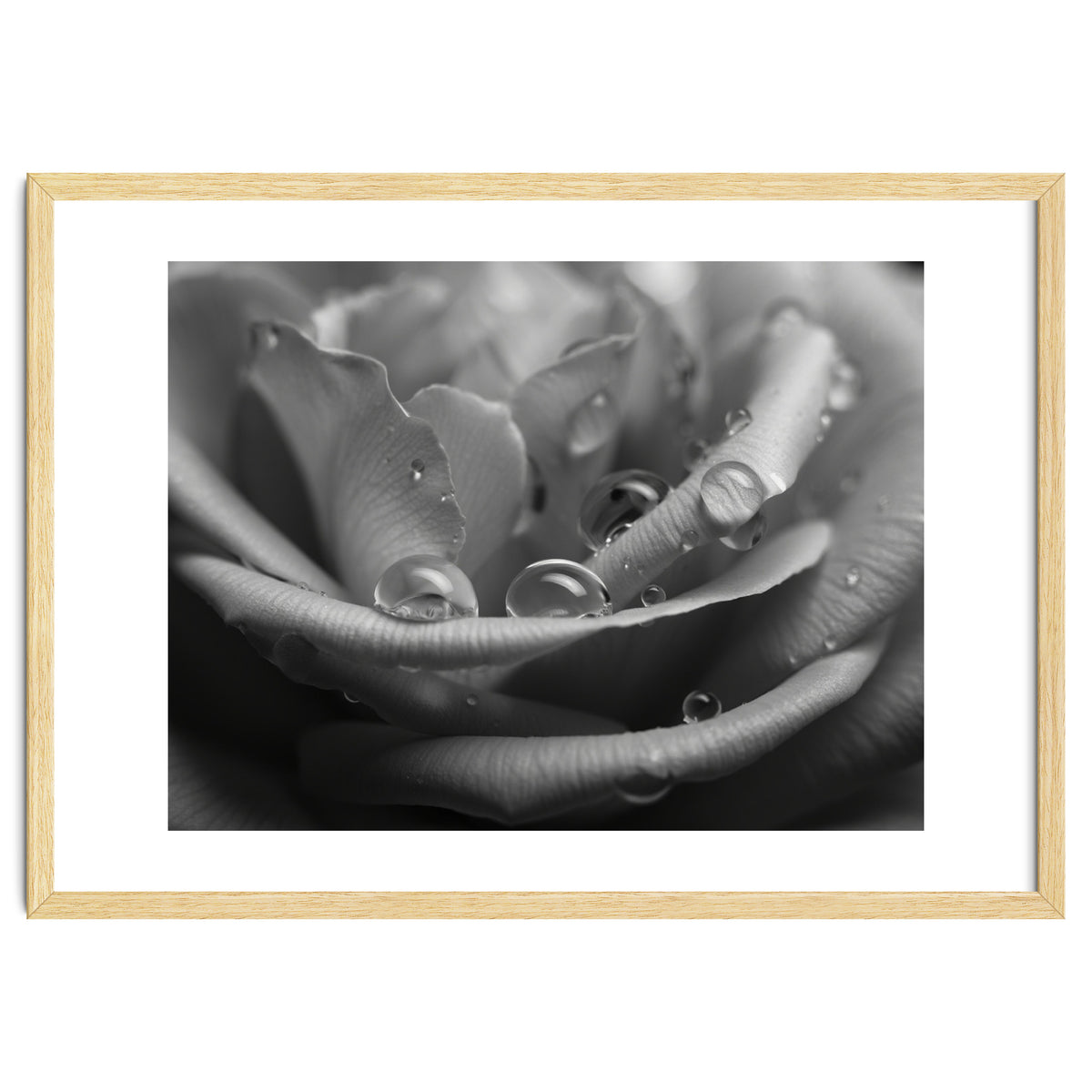Ethereal Monochromatic Rose Petal Macro