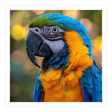 Blue And Yellow Macaw Parrot Close Up Detailed Shot (Print Only) thumbnail