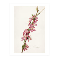 Royal Charles Steadman – Peach (Prunus persica) (1924) (Print Only)