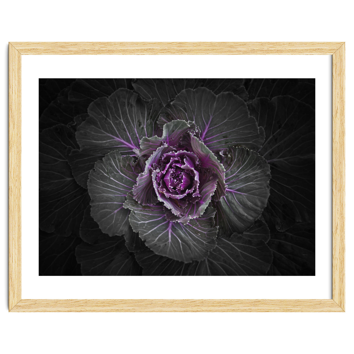 Backyard Flowers No 108 Color Version