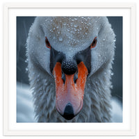 Close Up Of A Swan's Face With Water Droplets