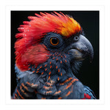 Black Palm Cockatoo Bird Close Up  (Print Only) thumbnail