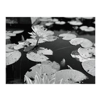 Lotus Pond | Black & White Landscape (Print Only)