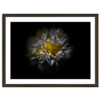 Backyard Flowers No 25 Color Flow Version