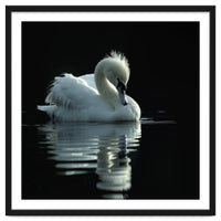 White Swan Gracefully Swimming In Dark Water