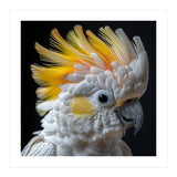 Close Up Of A Cockatoo With Yellow Crest (Print Only) thumbnail