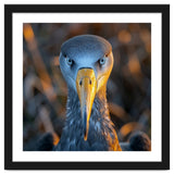 Great Blue Heron Closeup Dramatic Portrait thumbnail